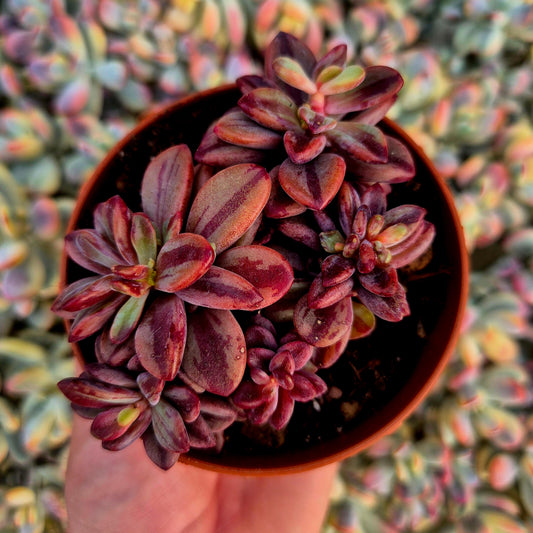 Echeveria "Rezry" variegada