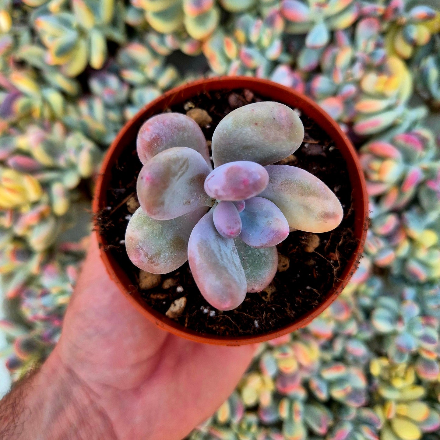 Pachyphytum oviferum variegado