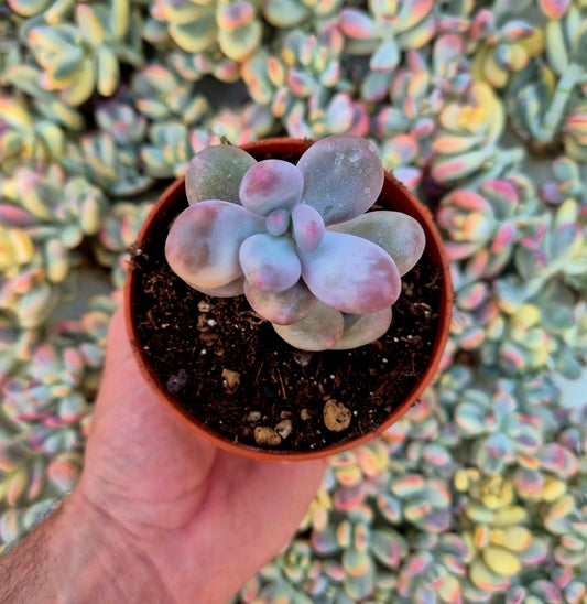 Pachyphytum oviferum variegado