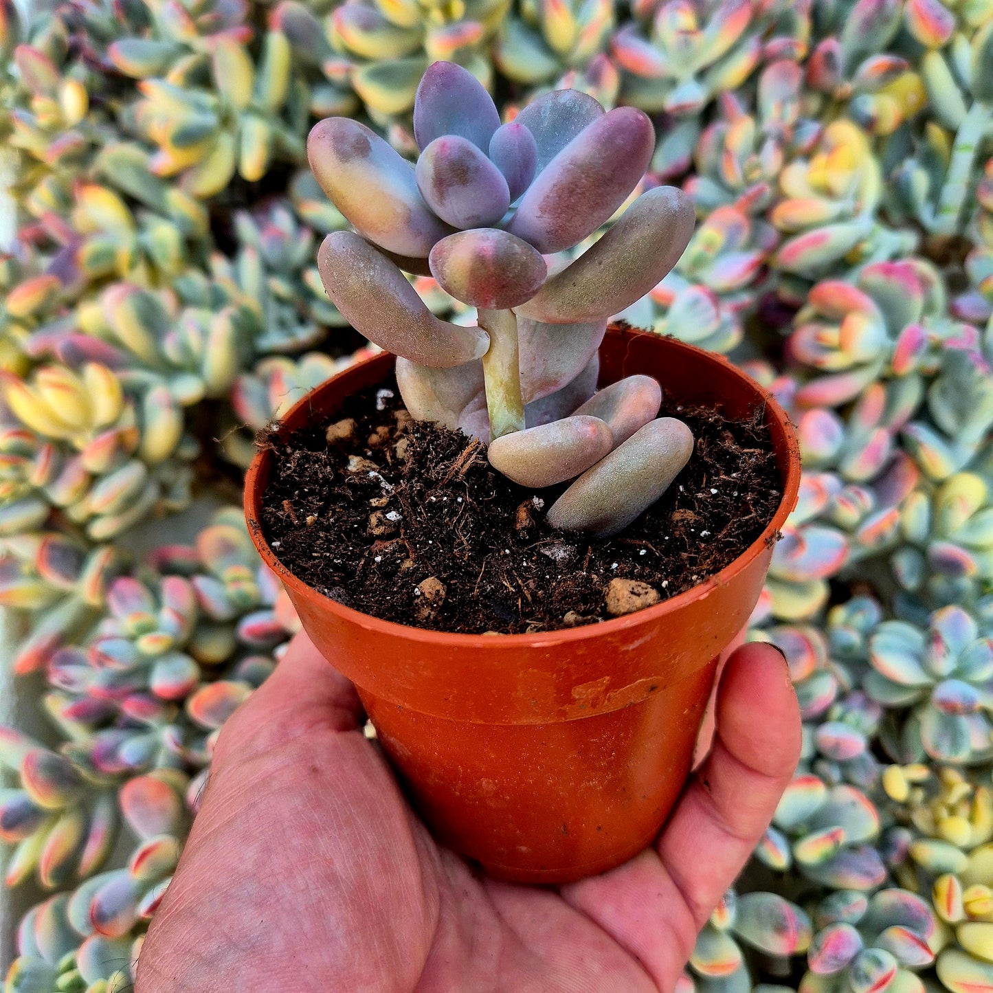 Pachyphytum oviferum variegado