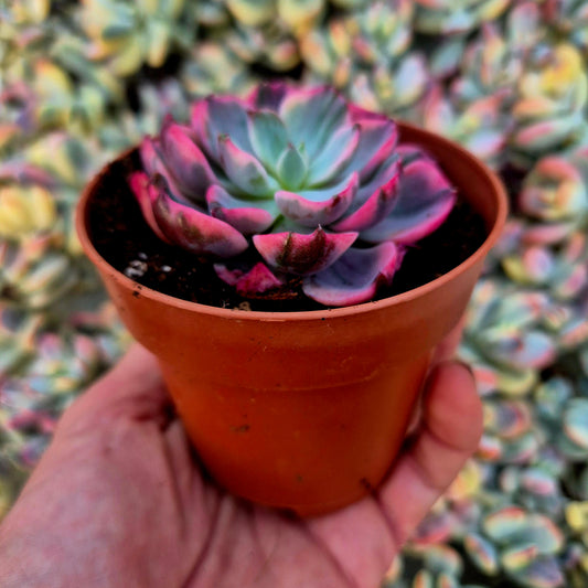 Echeveria "Raindrops" variegada