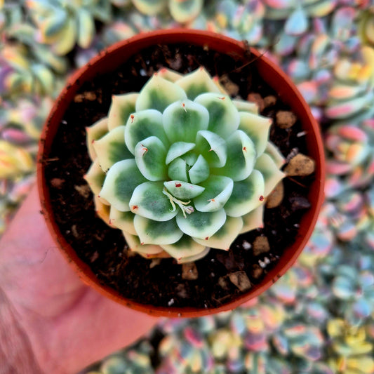 Echeveria "Butterfly Flying" variegada