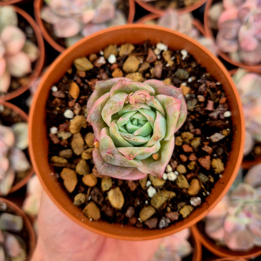 Graptoveria "Lovely Rose" variegada