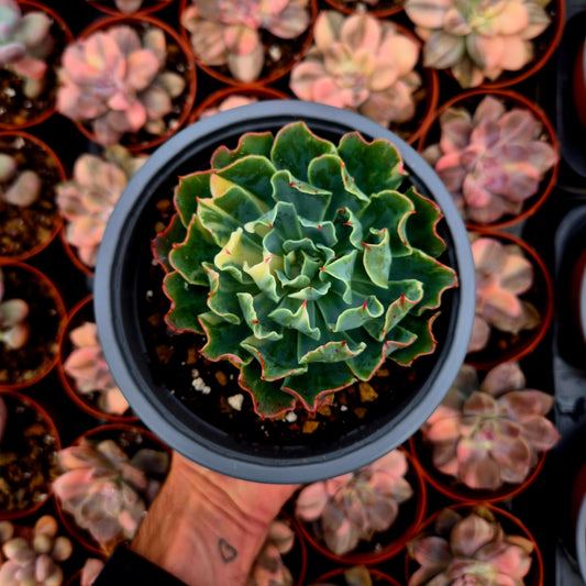 Echeveria "Tsunami" variegada