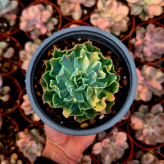 Echeveria "Tsunami" variegada