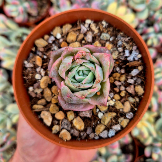 Graptoveria "Lovely Rose" variegada