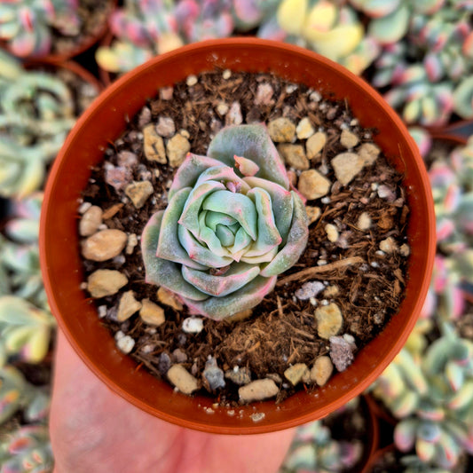 Graptoveria "Lovely Rose" variegada