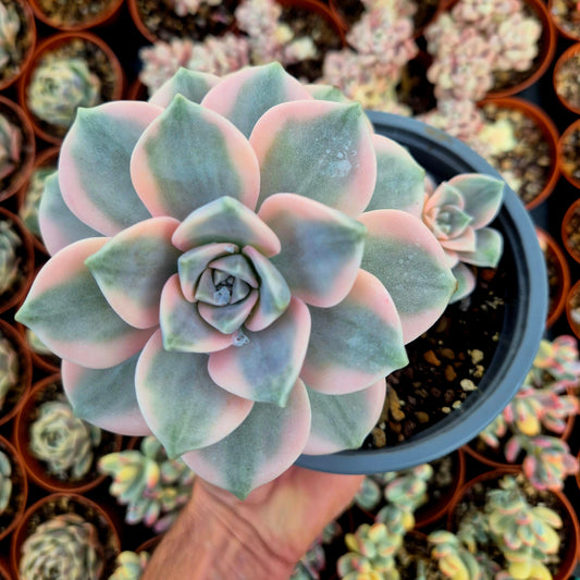 Graptopetalum "Snow White" variegado XXL