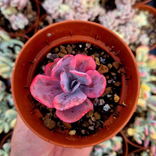 Echeveria "Angel Wings" variegada