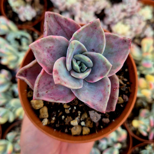 Graptoveria "Albert Baynes" variegada