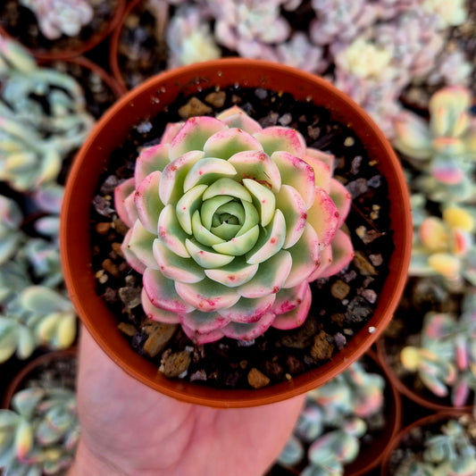 Echeveria "Cherry Blossons" variegada