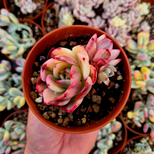 Echeveria "Flamenco" variegada