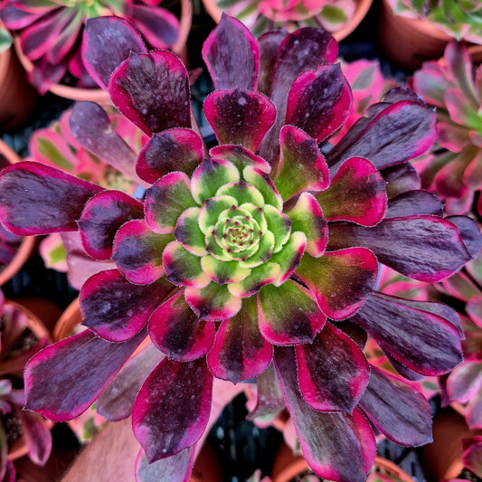 Aeonium "Black King Kong" variegado