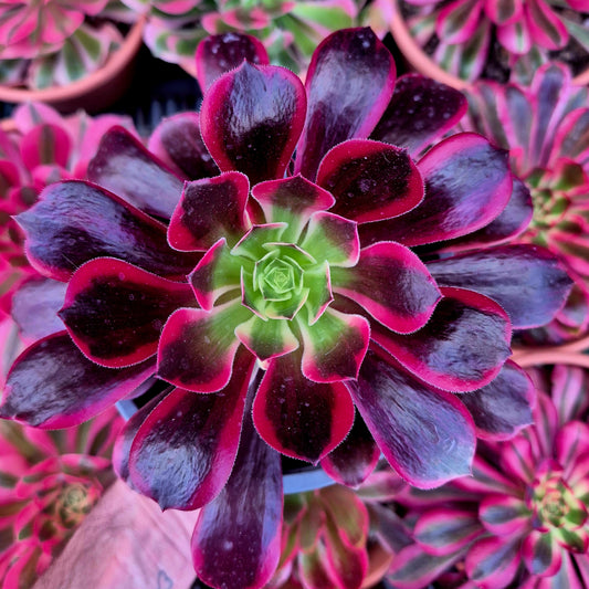 Aeonium "Canary" variegado