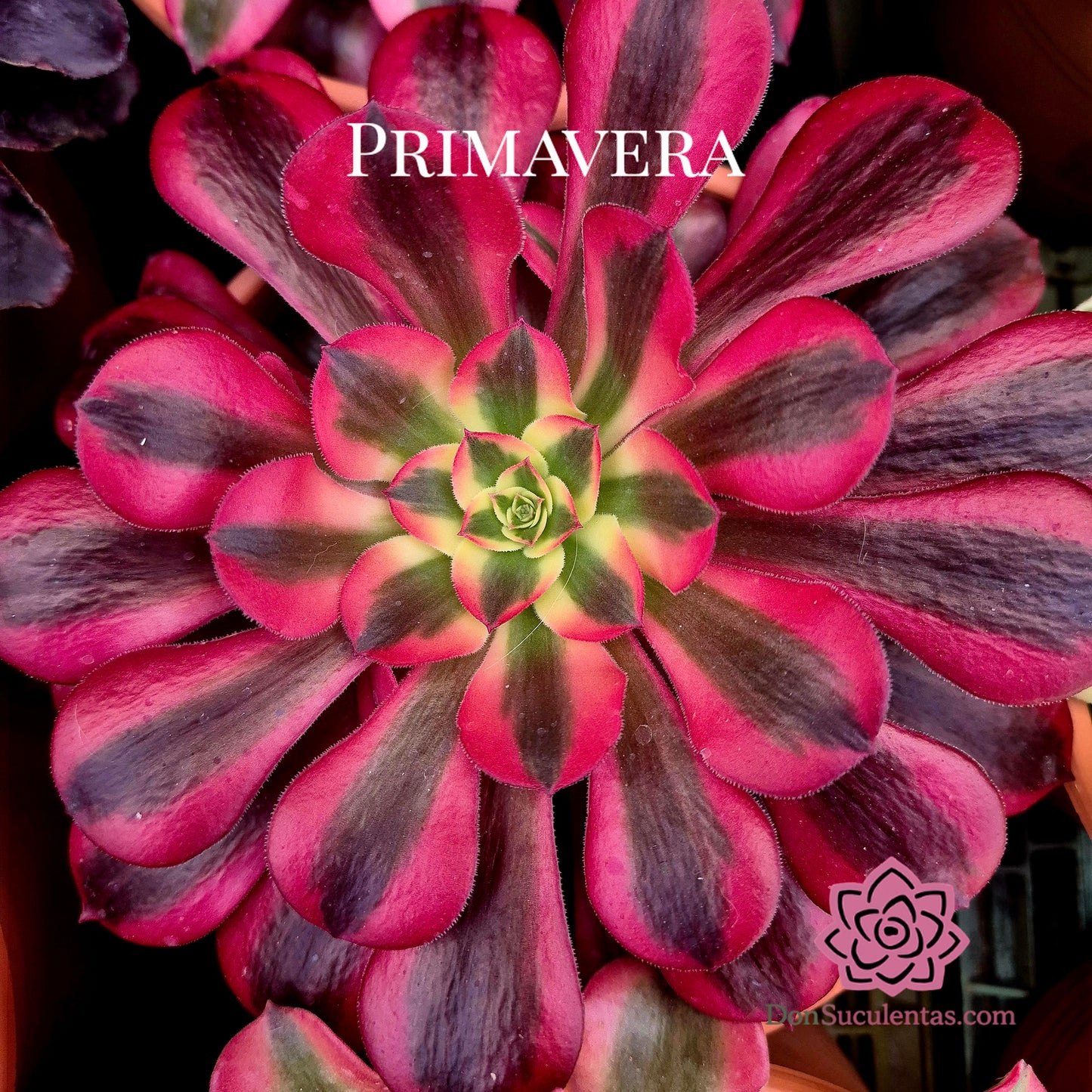 Aeonium "Medusa" variegado