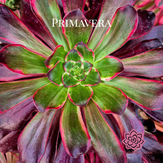 Aeonium "Voodoo Silk Green" variegado