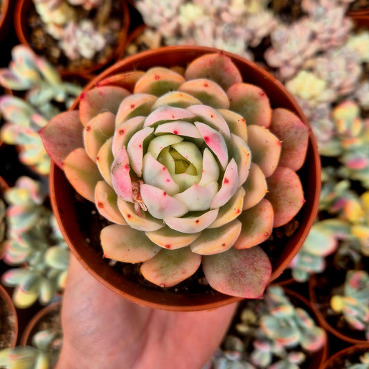 Echeveria "Pink Crystal" variegada