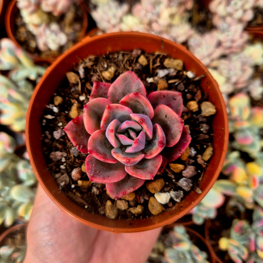 Echeveria "Pink Harin" variegada
