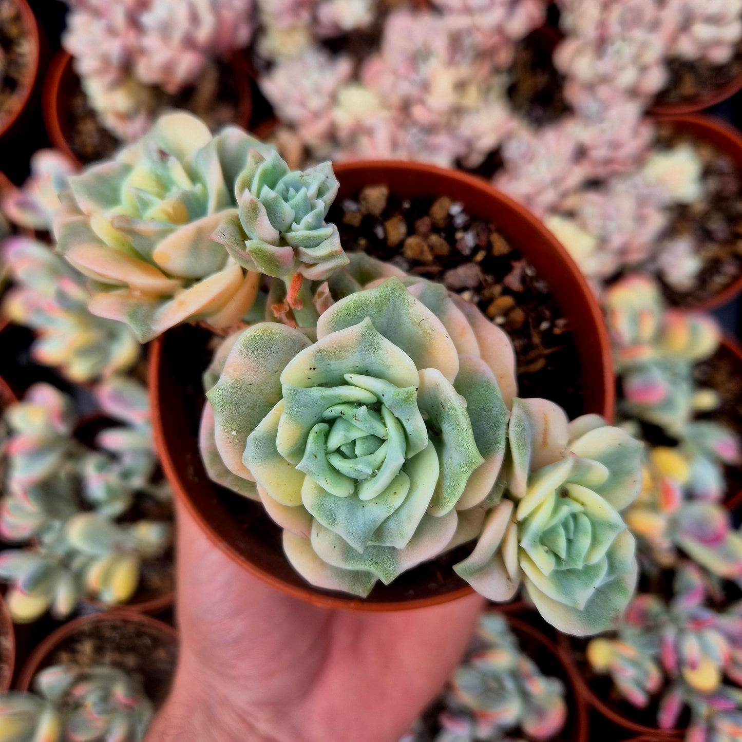 Graptoveria "Lovely Rose" variegada