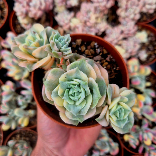 Graptoveria "Lovely Rose" variegada