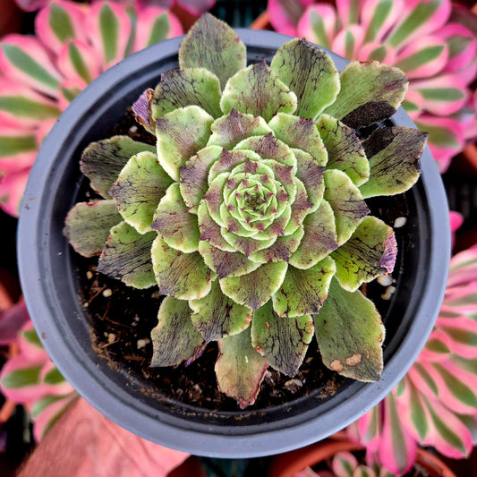Aeonium "Black Besta" panaschiert