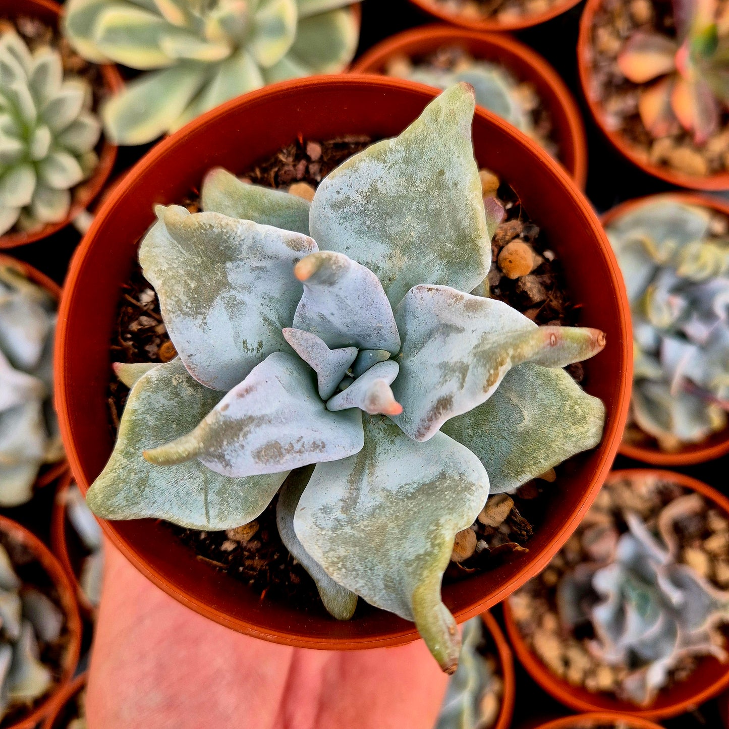 <tc>Echeveria "Queen Crown"</tc>