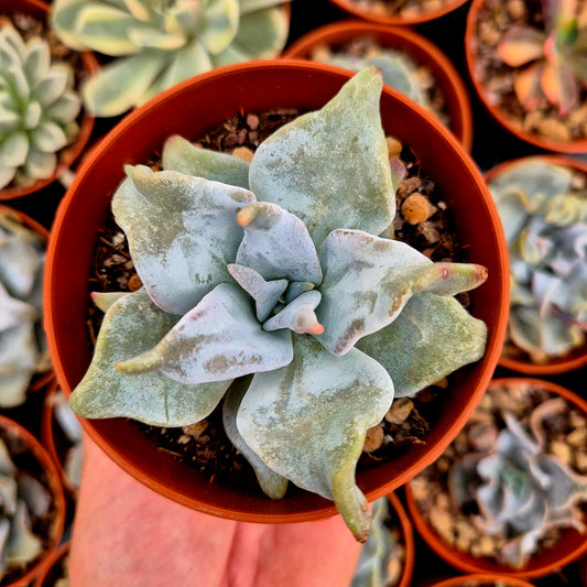 <tc>Echeveria "Queen Crown"</tc>