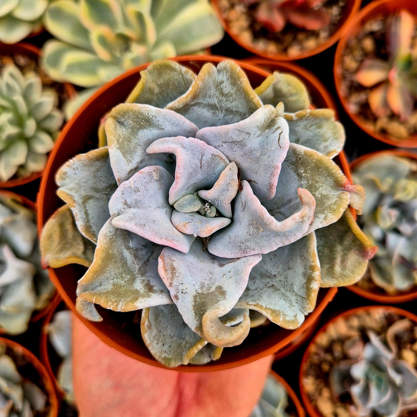 <tc>Echeveria "Queen Crown"</tc>