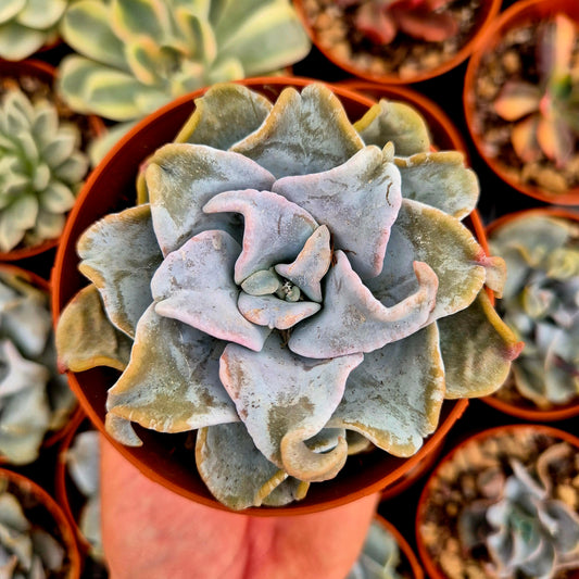 <tc>Echeveria "Queen Crown"</tc>