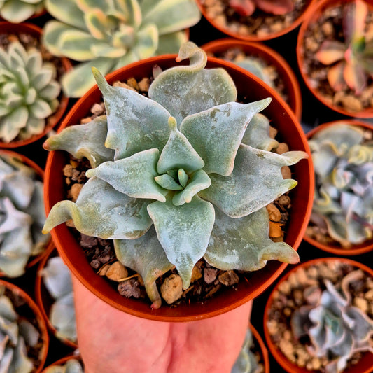<tc>Echeveria "Queen Crown"</tc>