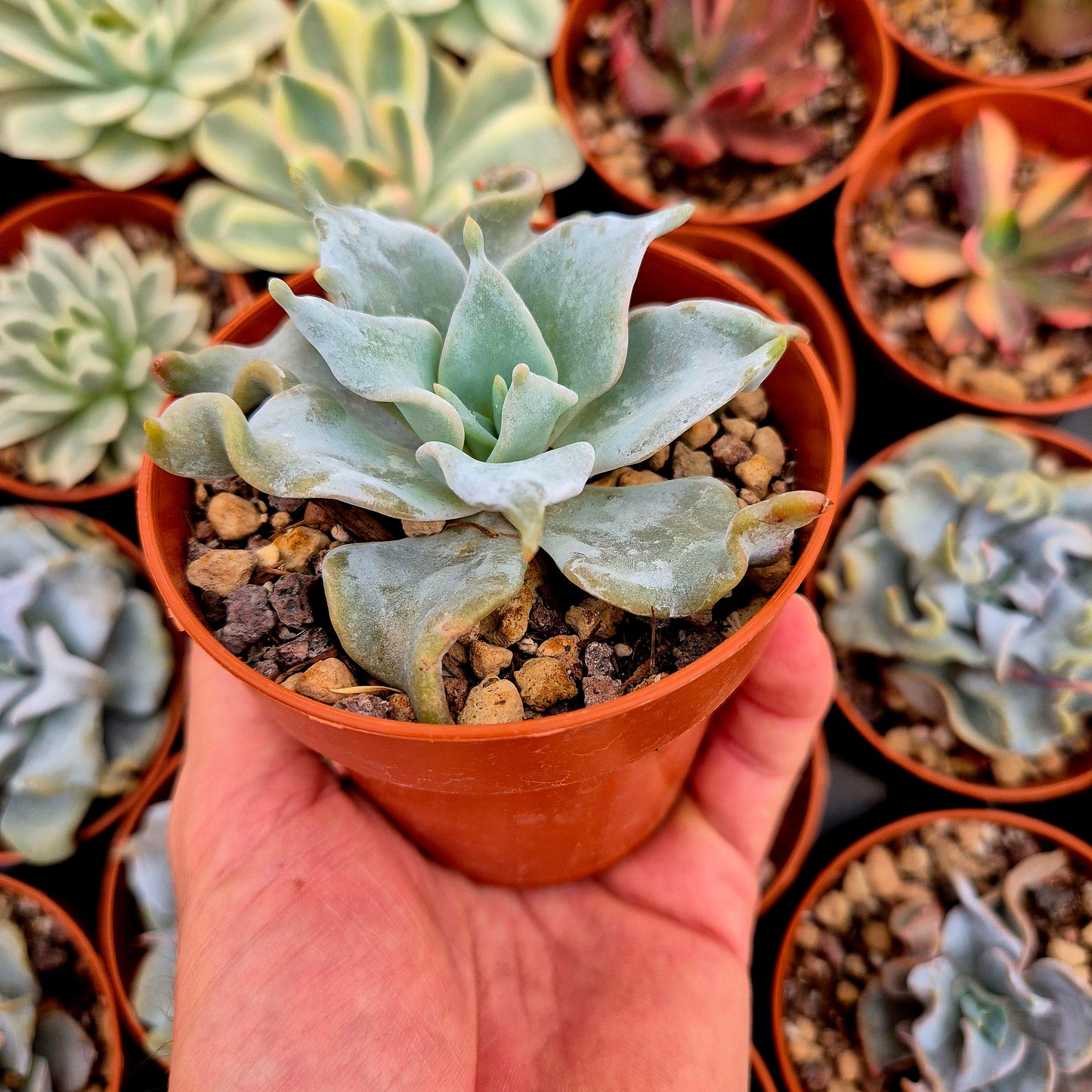 <tc>Echeveria "Queen Crown"</tc>