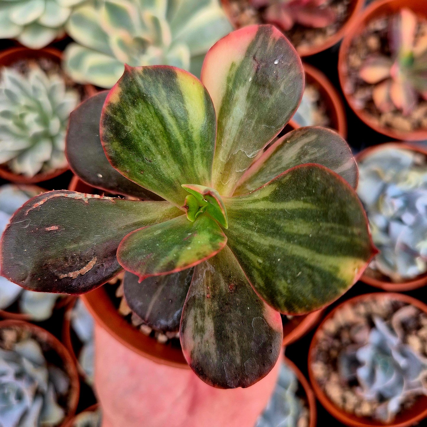 Echeveria "Prima Donna" <tc>panachée</tc>