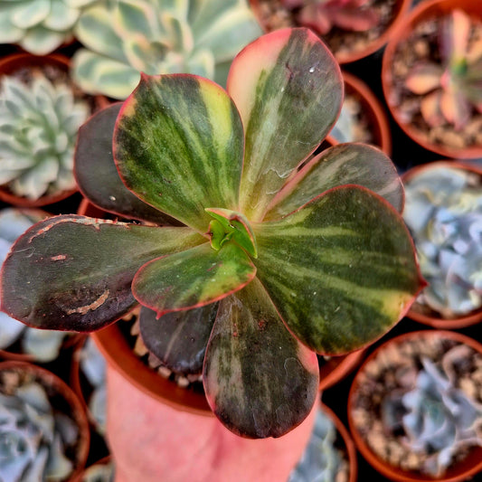 Echeveria "Prima Donna" variegated