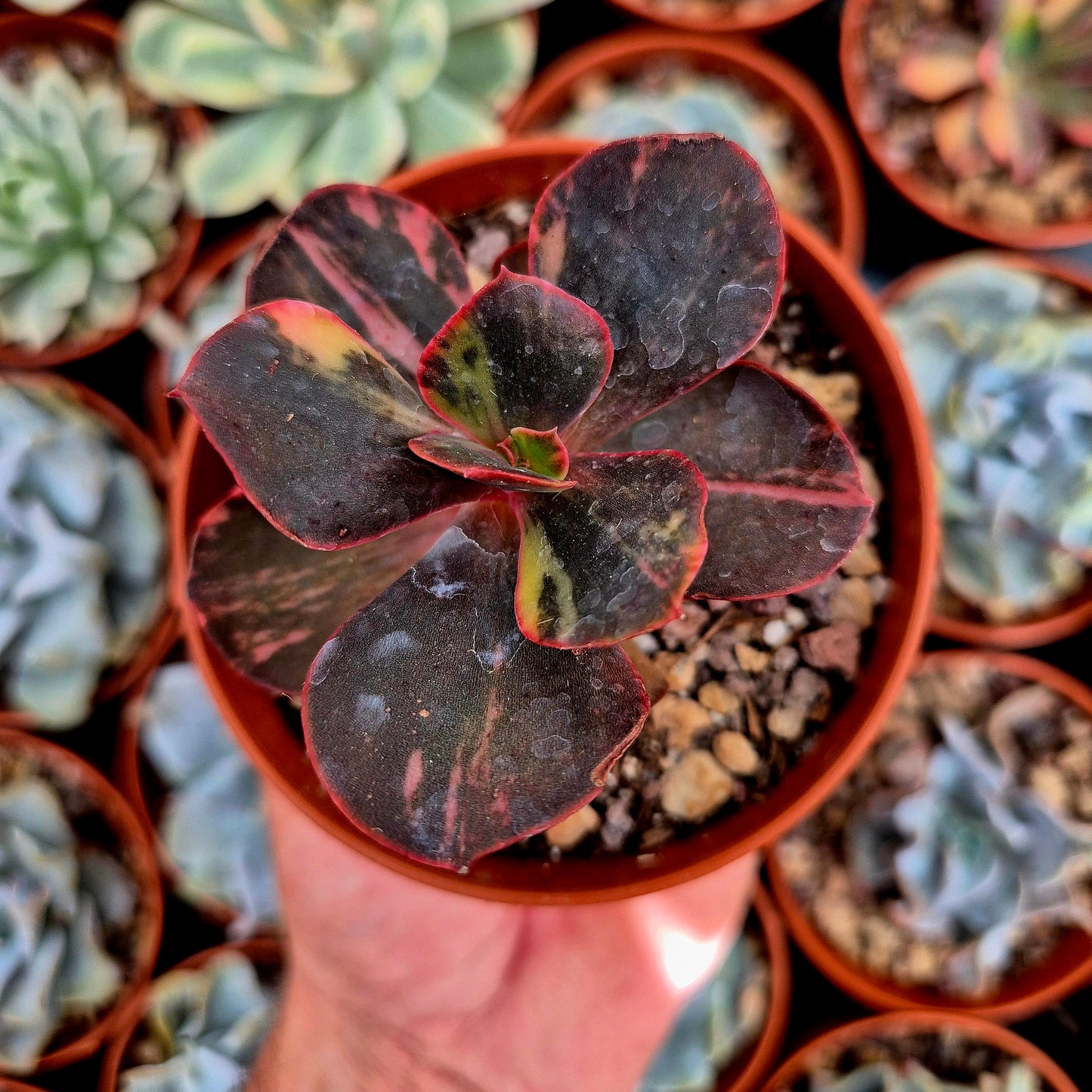 Echeveria "Prima Donna" panaschiert