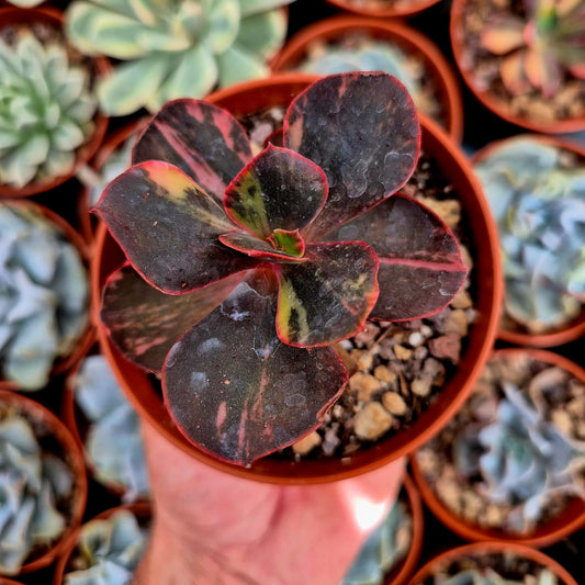 Echeveria "Prima Donna" variegated