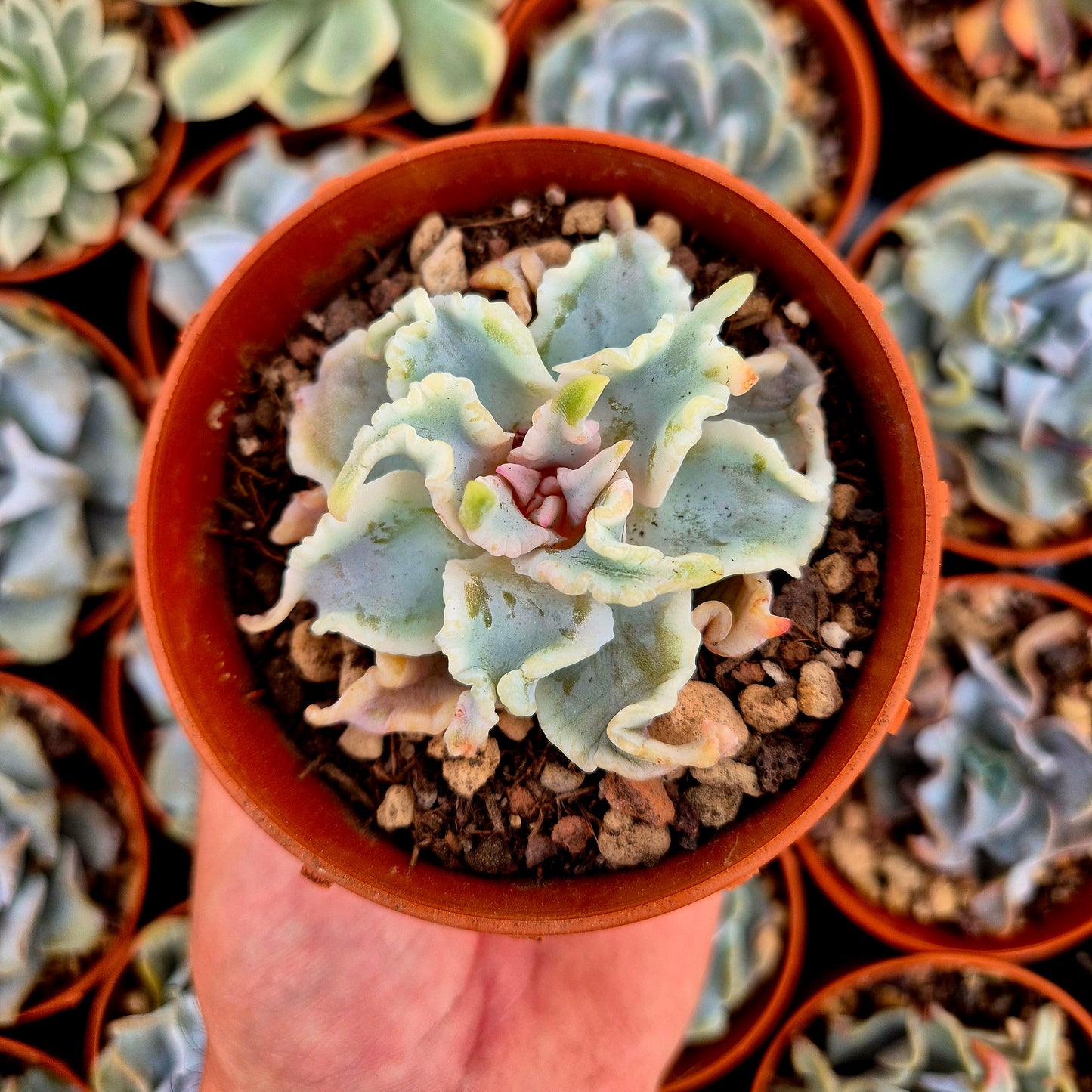 Echeveria "Ballet Girls"