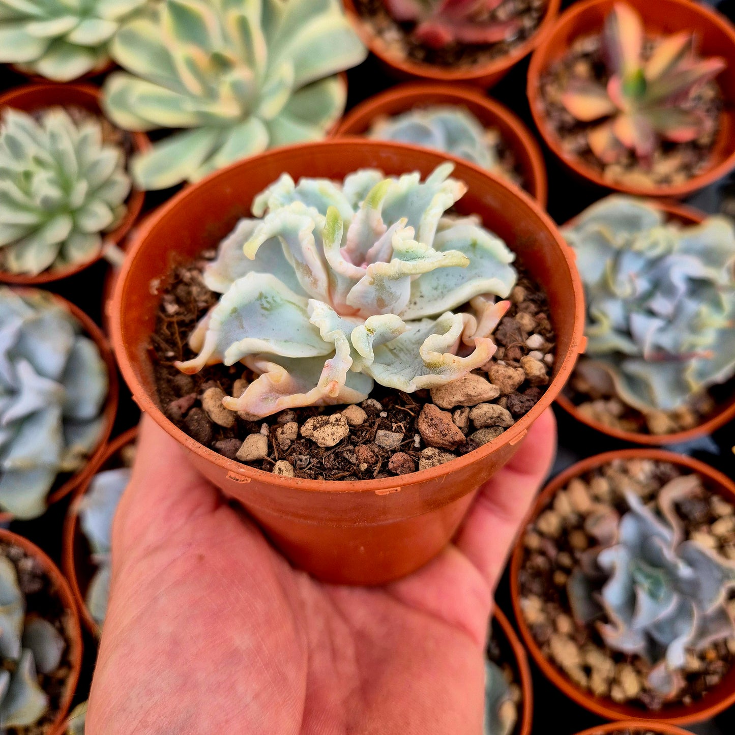 Echeveria "Ballet Girls"