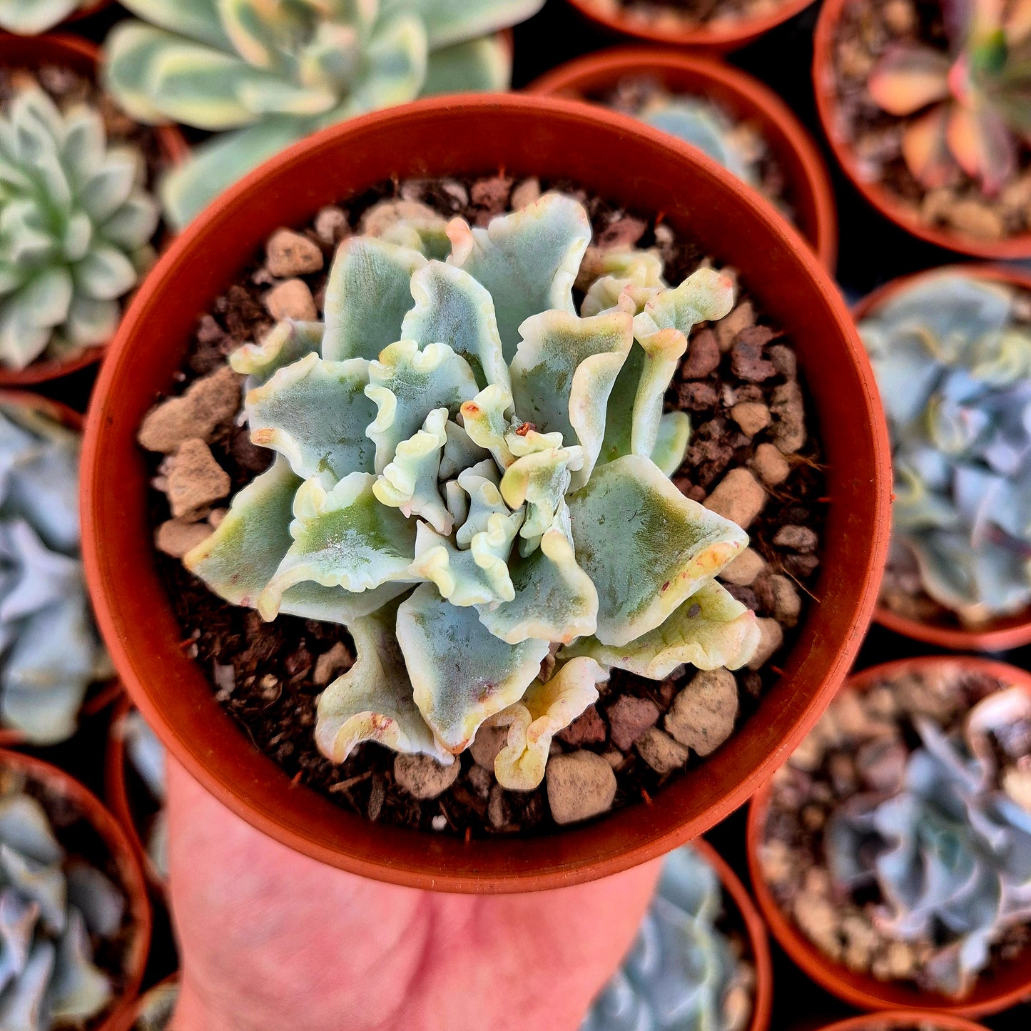 Echeveria "Ballet Girls"