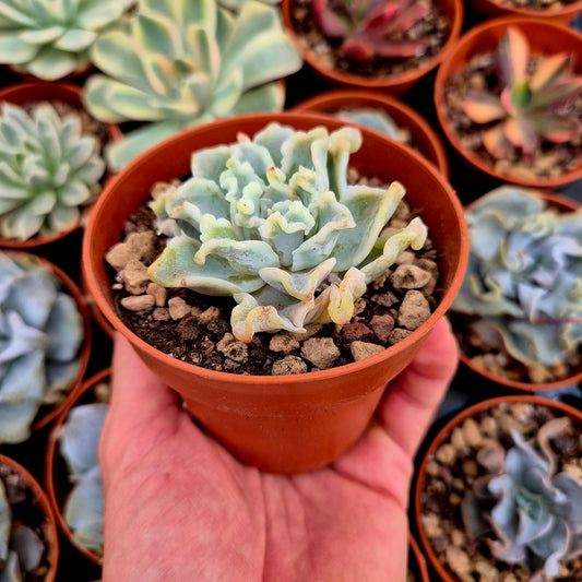 Echeveria "Ballet Girls"