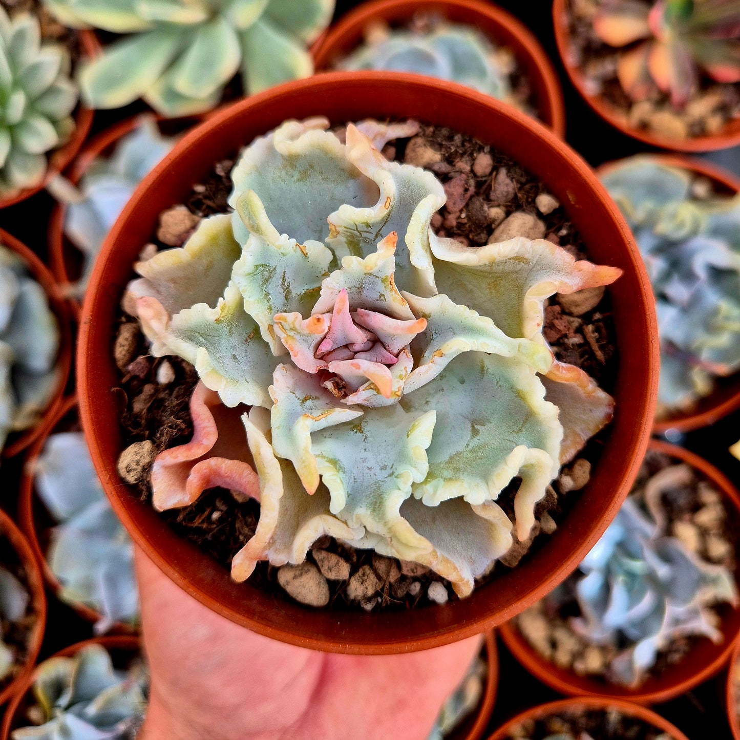 Echeveria "Ballet Girls"