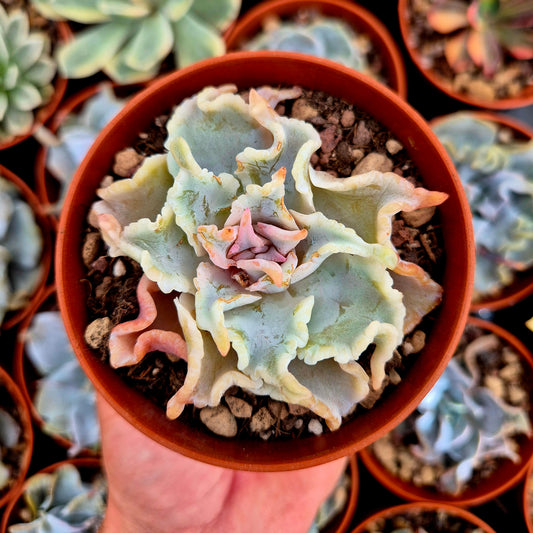 Echeveria "Ballet Girls"