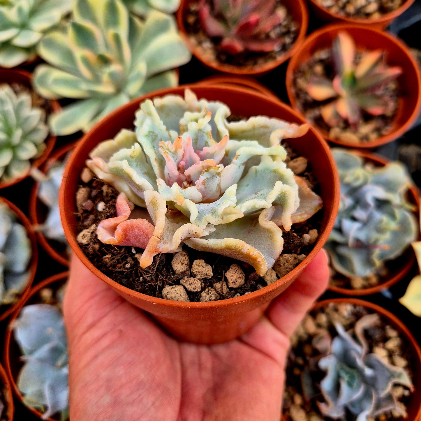 Echeveria "Ballet Girls"