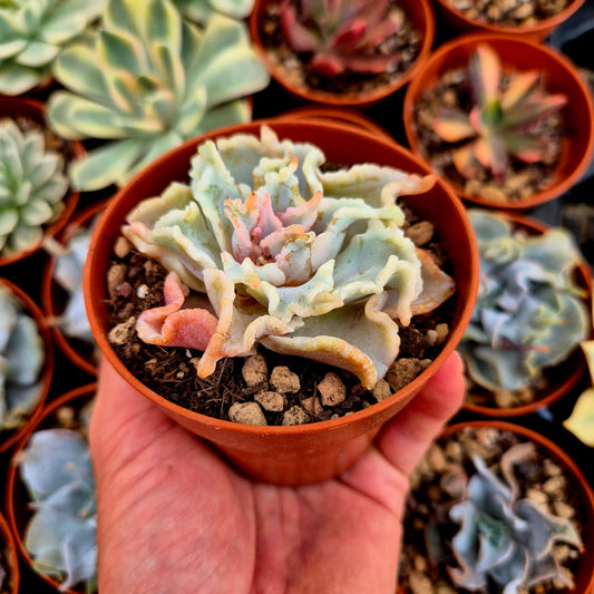 Echeveria "Ballet Girls"