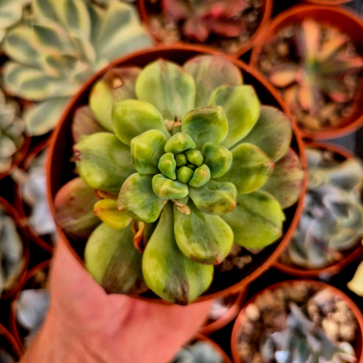 Pachyveria "Paradoxa" variegato