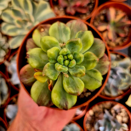 Pachyveria "Paradoxa" variegated