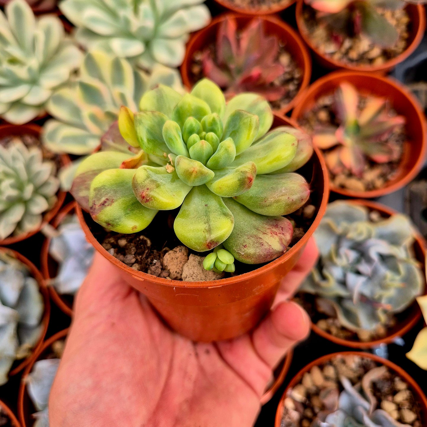 Pachyveria "Paradoxa" variegato