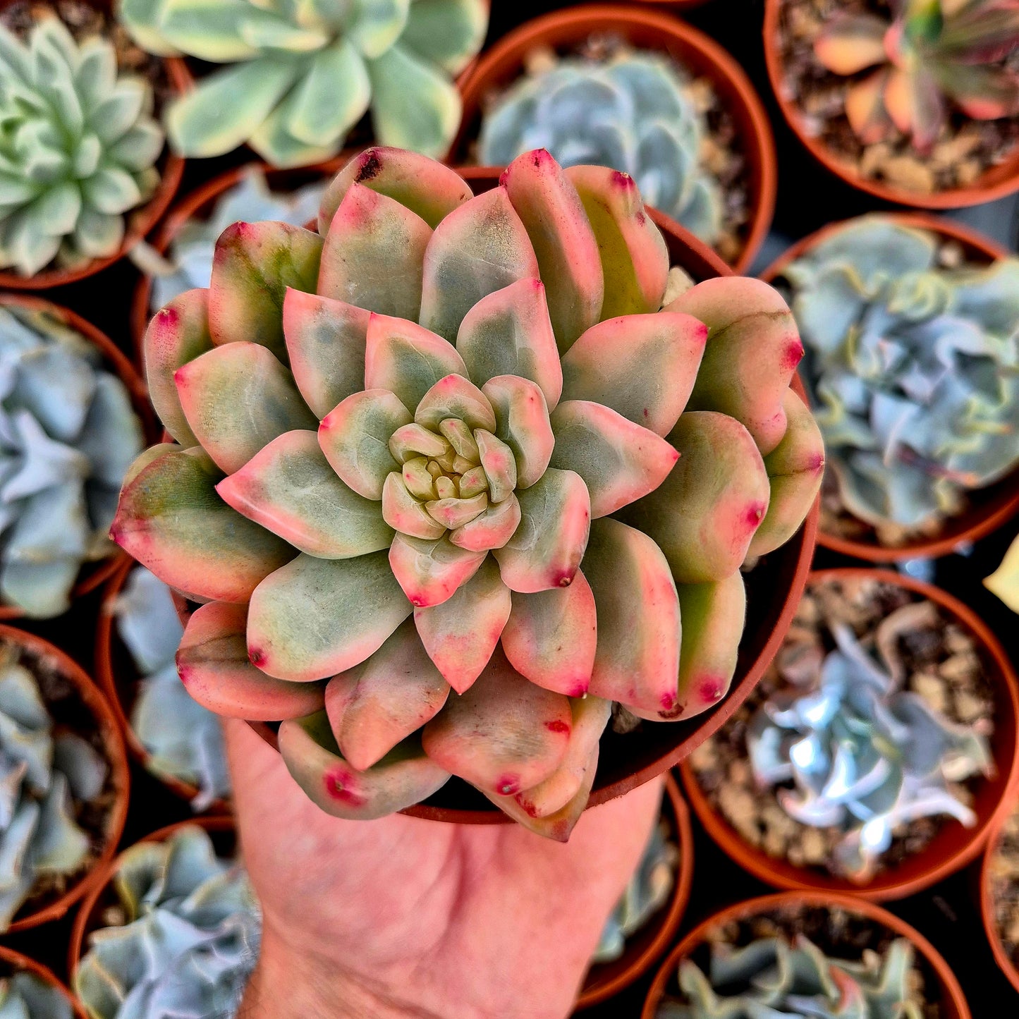 Echeveria "Ice Moon" variegato