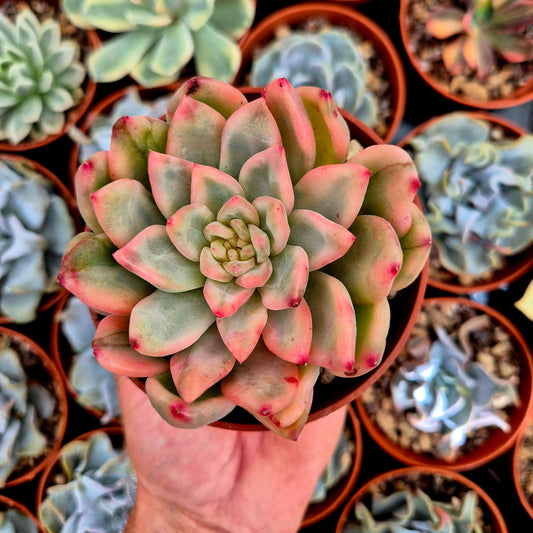 Echeveria "Ice Moon" variegated