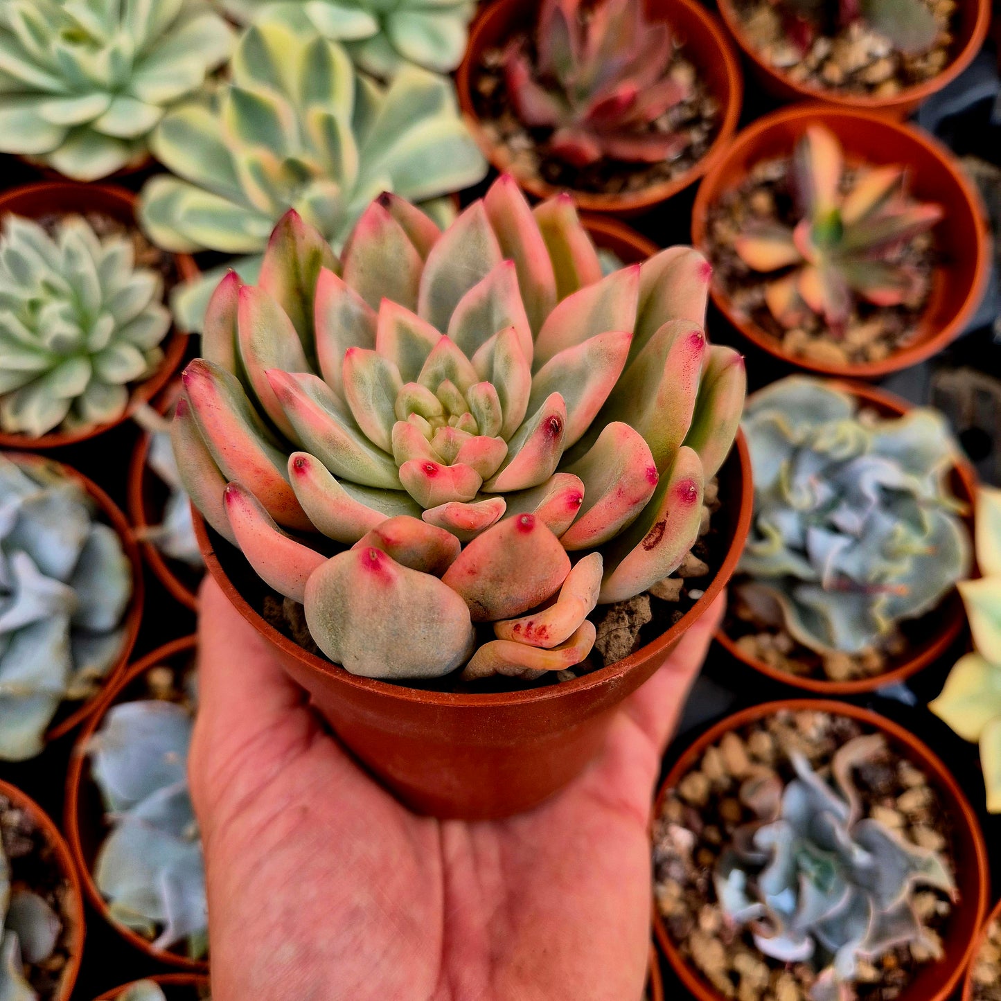 Echeveria "Ice Moon" variegato