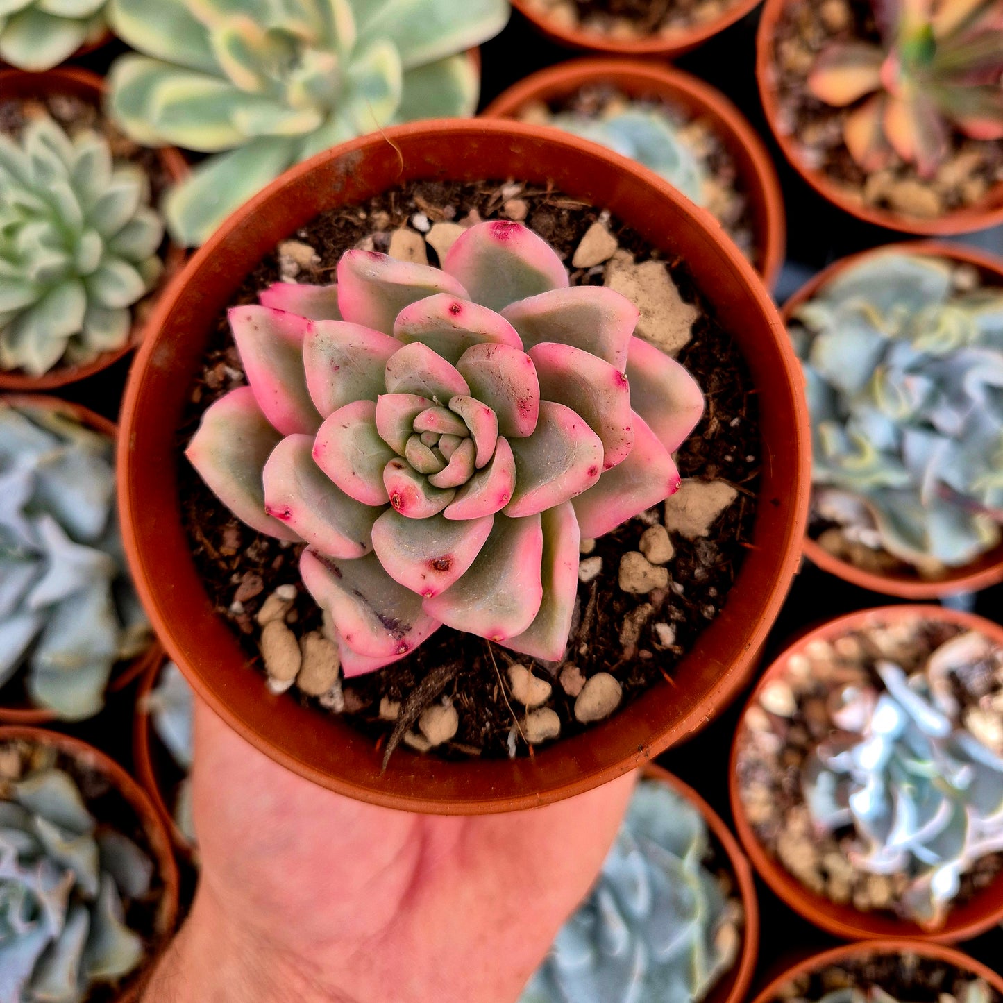 Echeveria "Ice Moon" variegada